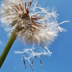 Ojo con las pelusas, que hay mucha chispa