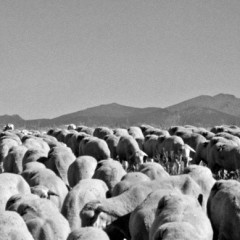 Una mujer y dos niñas heridas en Escalona en un choque contra un rebaño de ovejas
