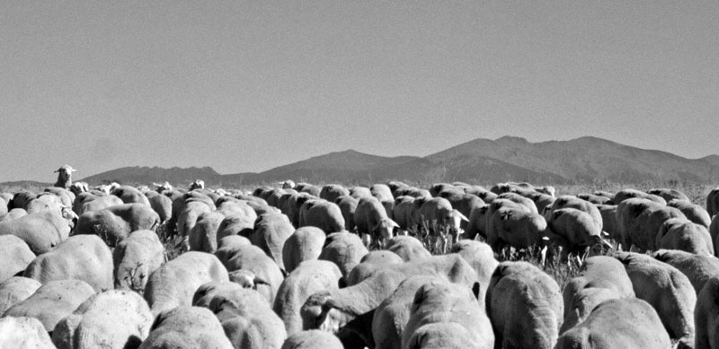 Rebaño de ovejas en Bernuy, al fondo Siete Picos y Mujer Muerta -Sierra de Guadarrama-.