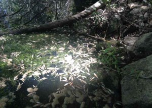Peces muertos en el Eresma a su paso por Los Huertos, en junio 2014.