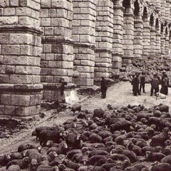 Las ovejas vuelven al Azoguejo