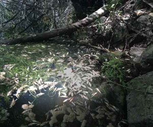 PecesEresmaDESTACADA