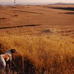La media veda: pesadilla de la caza en verano