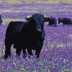 En defensa de los toros