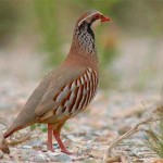 cazarcodornizsegovia