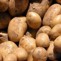 Los precios de la patata, a ras de suelo