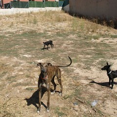 Millones de jamones, miles de estudiantes y un galgo corredor