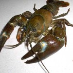 cangrejoseñaldestacada