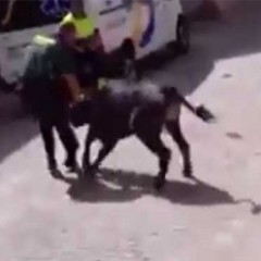 El guardia civil se lía a tiros con la vaquilla