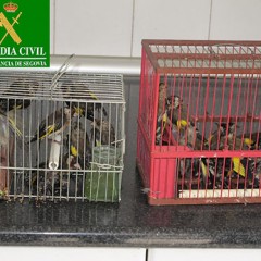 De furtivos y otras alimañas