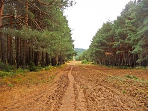 GR88 cortafuegos en el sendero hacia El Cardoso de la Sierra.
