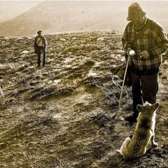 Un pastor relevado, el lobo en el bar y las ovejas en la cañada