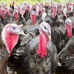 Un tarjetón en el buzón, un chino con pavo y un cura viejo