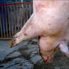 El declive de la matanza: cae un 95% el sacrificio casero de cerdos en Segovia