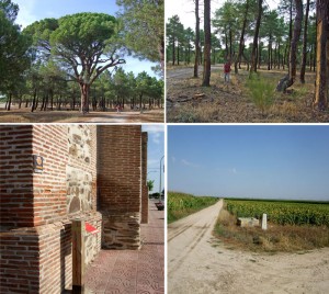 Camino Santiago: Nieva – Nava de la Asunción (Segovia).