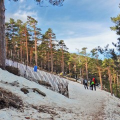 Opinión: Los bosques, alternativa a los planes del PSOE contra el diésel