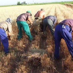 Nuevo Mester: Canto de Segadores