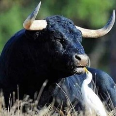 La Guardia Civil desaconseja pasear por Valsaín por un toro huido de un encierro