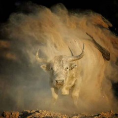 Cuéllar recuperará los toros en junio con dos corridas de ganaderías legendarias