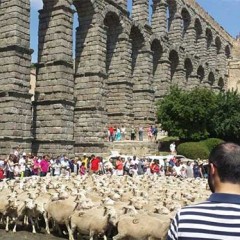 ¡Abran paso al cordero castellano!