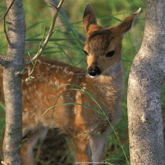 Las sorpresas de Herrera y el sufrimiento de Bambi