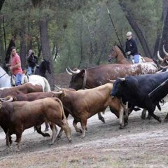 Cuéllar se queda sin toros