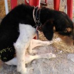 Barrio,-perro-disparado-en-Muñoveros1(p)