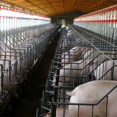La comarca de Cuéllar concentra el 70% de los cerdos de la provincia