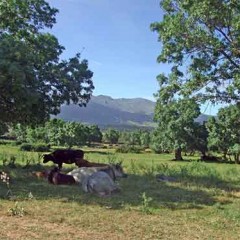 La Granja promueve una marca de garantía para el vacuno serrano