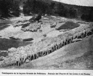Ovejas en un ventisquero de la laguna Grande de Peñalara, 1912.