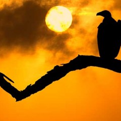 50 años de la inauguración del refugio de rapaces de Montejo