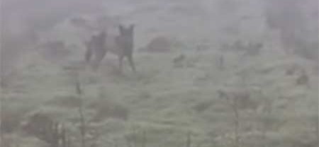 “El ganadero es el que está en peligro de extinción, no el lobo”