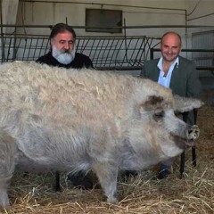 Mangalica: el “cerdoveja”, estrella del Hormiguero