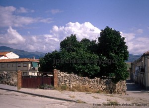 Morera en Madrona (Segovia).
