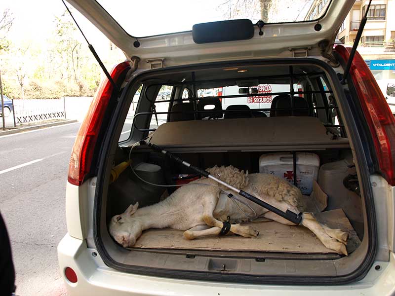 El animal, preparado para su traslado en un vehículo de la patrulla verde de la policía local.