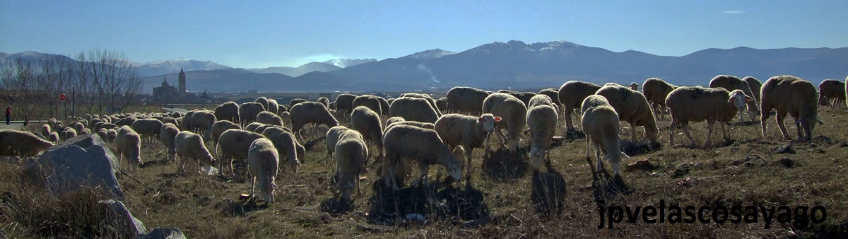 ovejas careando en Zamarramala, al fondo la ciudad de Segovia y la Sierra de Guadarrama.