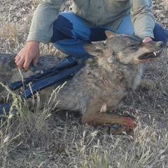 Imputado un vecino de Espirdo por la caza furtiva de un lobo