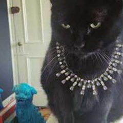 La gloria del torero, un acelerador frenado y un gato muy caro