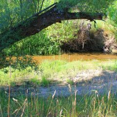Opinión: Los peligrosos males menores (sobre el pantano de Lastras de Cuéllar)