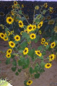 Girasol-muchas-cabezas1(xl)