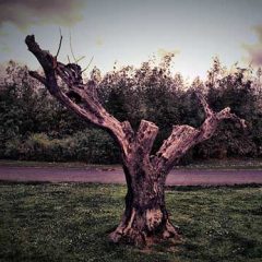 Una carrera frustrada, una alcaldesa perseguida y un olmo nuevo