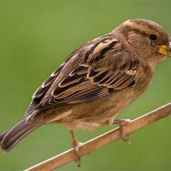 Una semana de pájaros