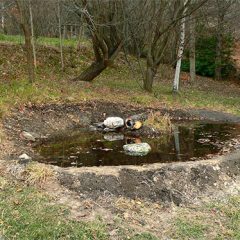 ‘Hacendera” ambiental en Collado Hermoso para un criadero de ranas