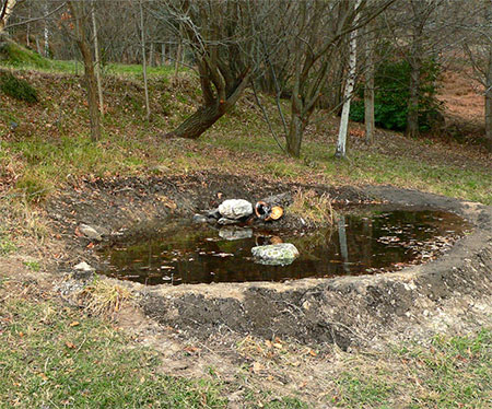 charcacaseraranasanfibios