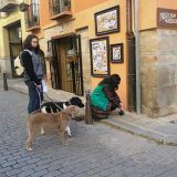 Segovia obligará a limpiar la orina de los perros con agua jabonosa