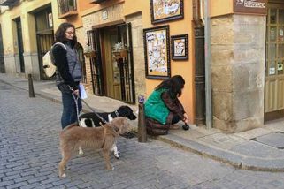 Segovia obligará a limpiar la orina de los perros con agua jabonosa