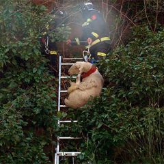 Una casa apuntalada, una bicho cobarde y una fiesta larga