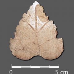 Un estudio de IE University realza el papel del nácar como ornato en la cultura romana