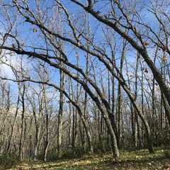 Un largo descanso, un mercachifle topógrafo y un mirlo primaveral