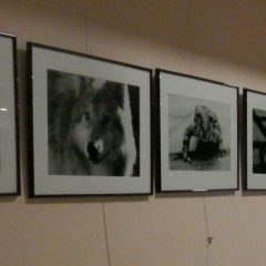 ‘Retrato animal’ en Palazuelos de Eresma